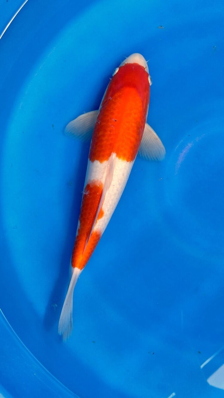 AKP24E001 KOHAKU