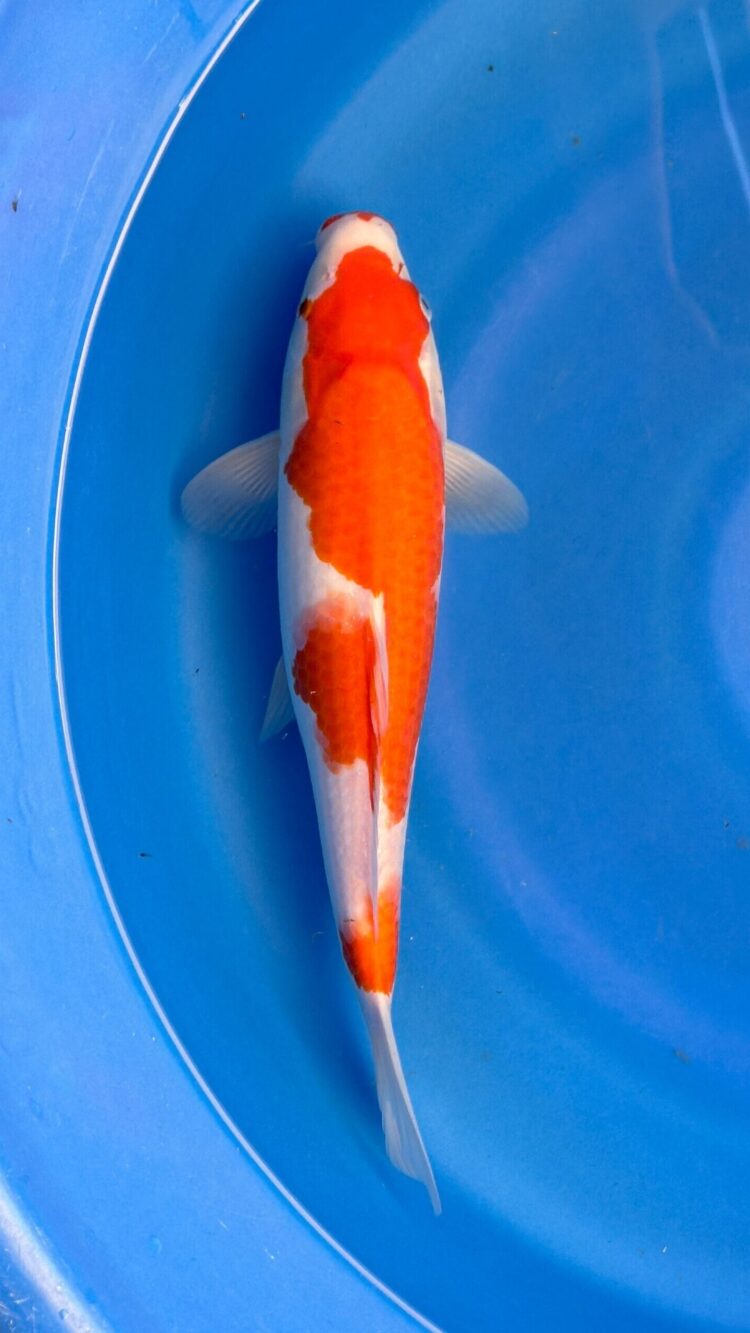 AKP24E017 KOHAKU