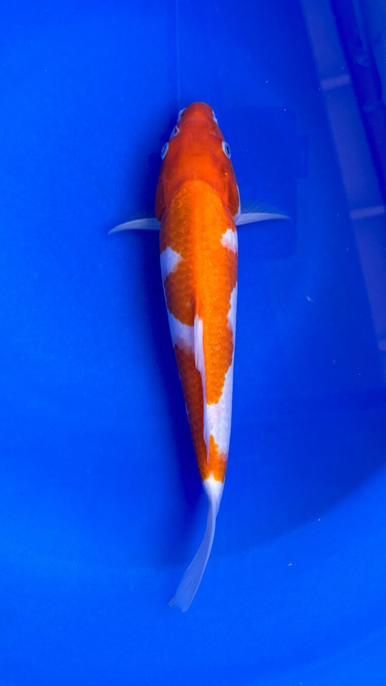 AKP24F041 KOHAKU