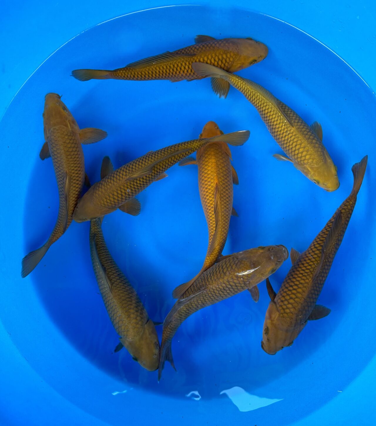 AKP24GG050 CHAGOI