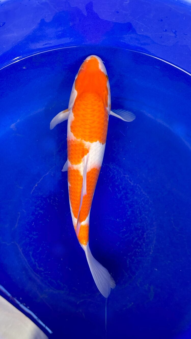AKP24E054 KOHAKU