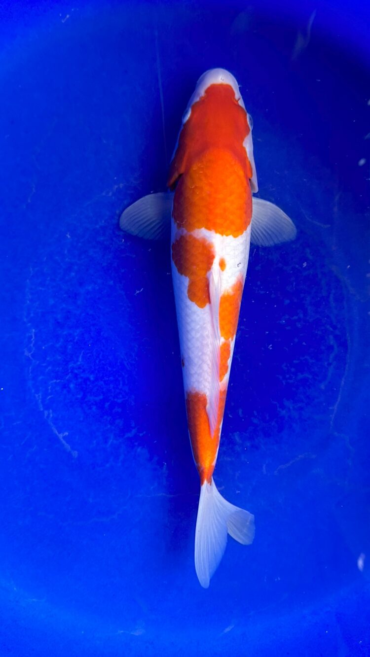 AKP24E055 KOHAKU