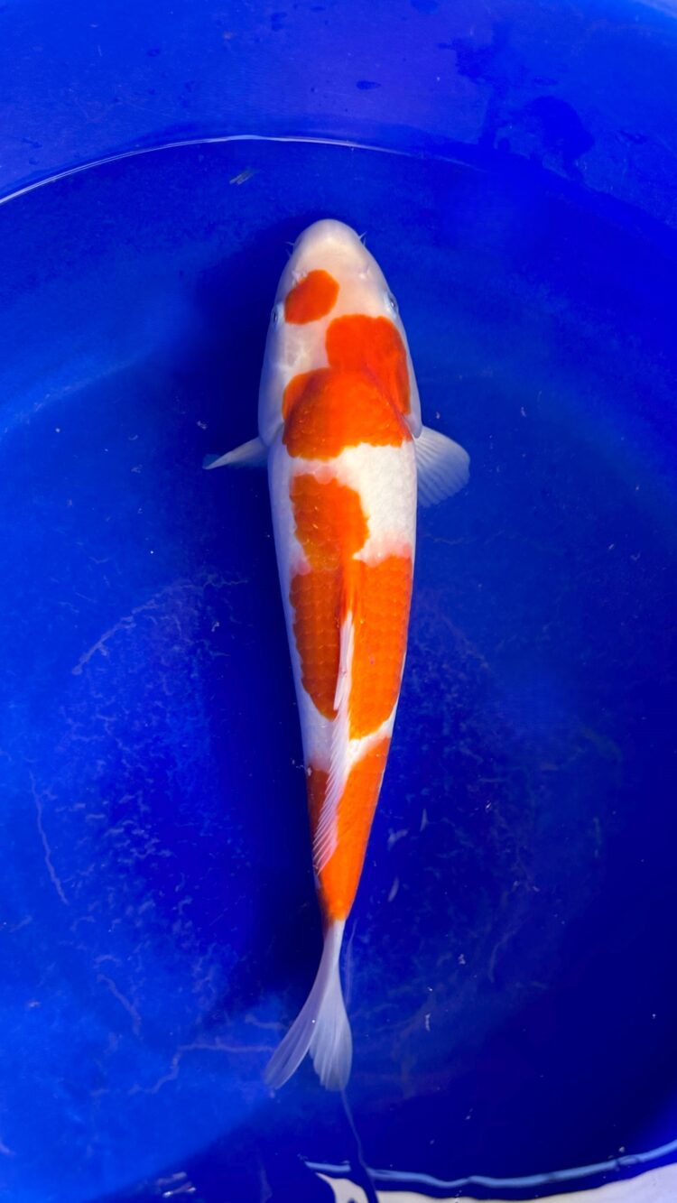 AKP24E056 KOHAKU
