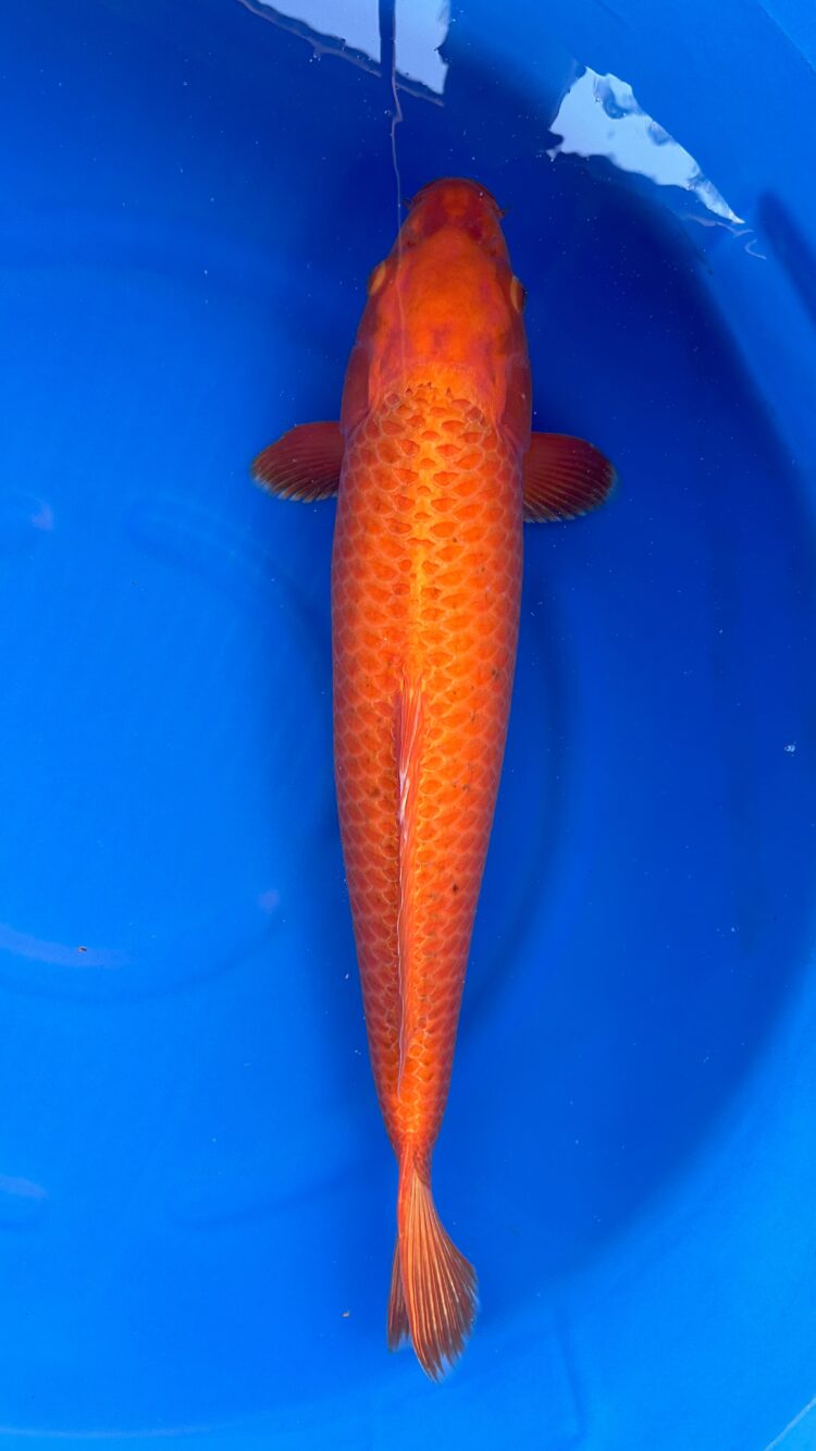AKP24D046 ORANGE KAWARI