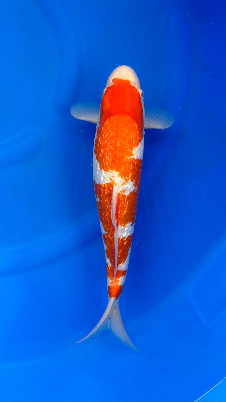 AKP24E054 GINRIN KOHAKU