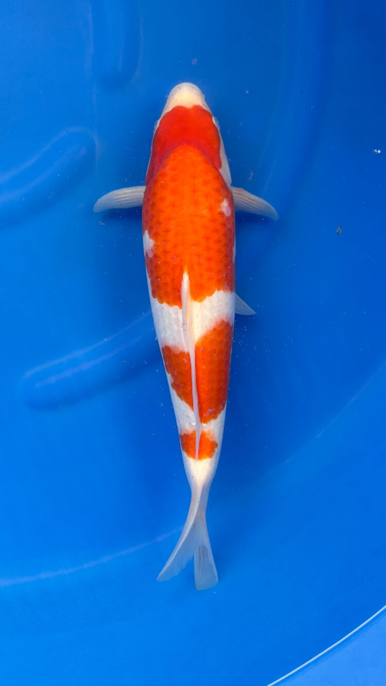 AKP24E053 KOHAKU