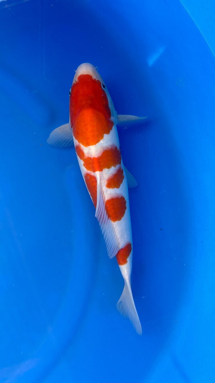 AKP24E055 KOHAKU