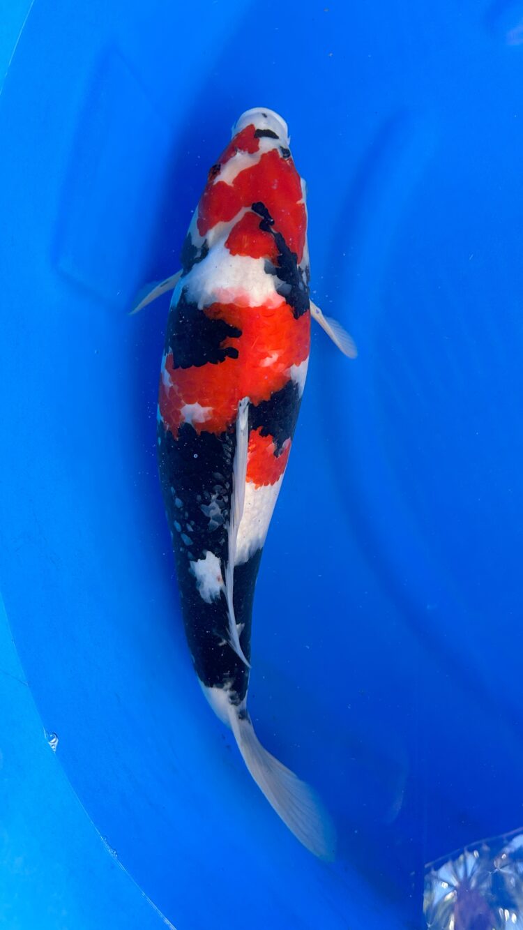 AKP24D048 SHOWA