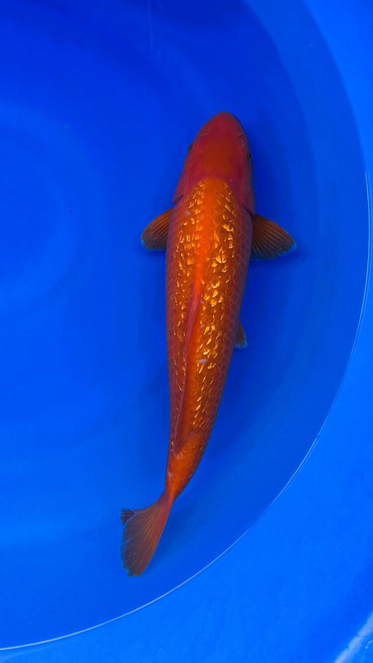 AKP25C117 GINRIN BENIGOI