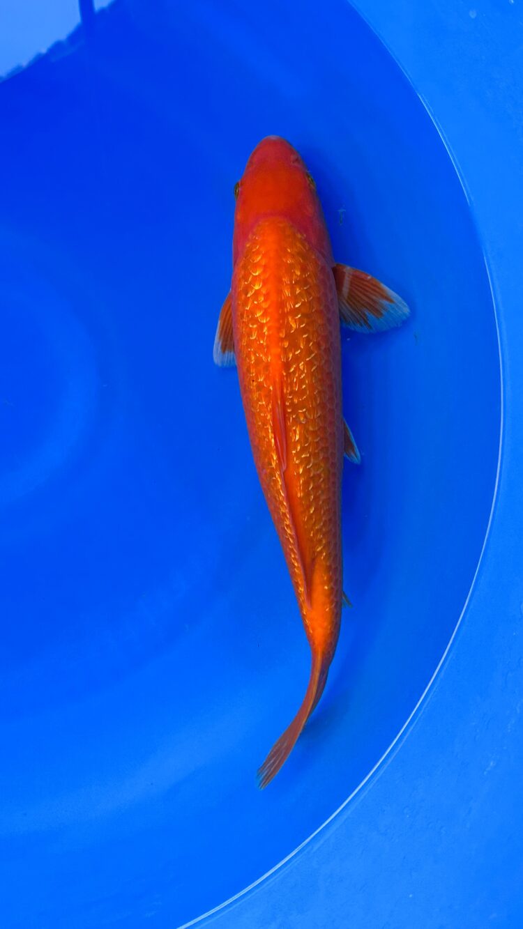 AKP25C116 GINRIN BENIGOI