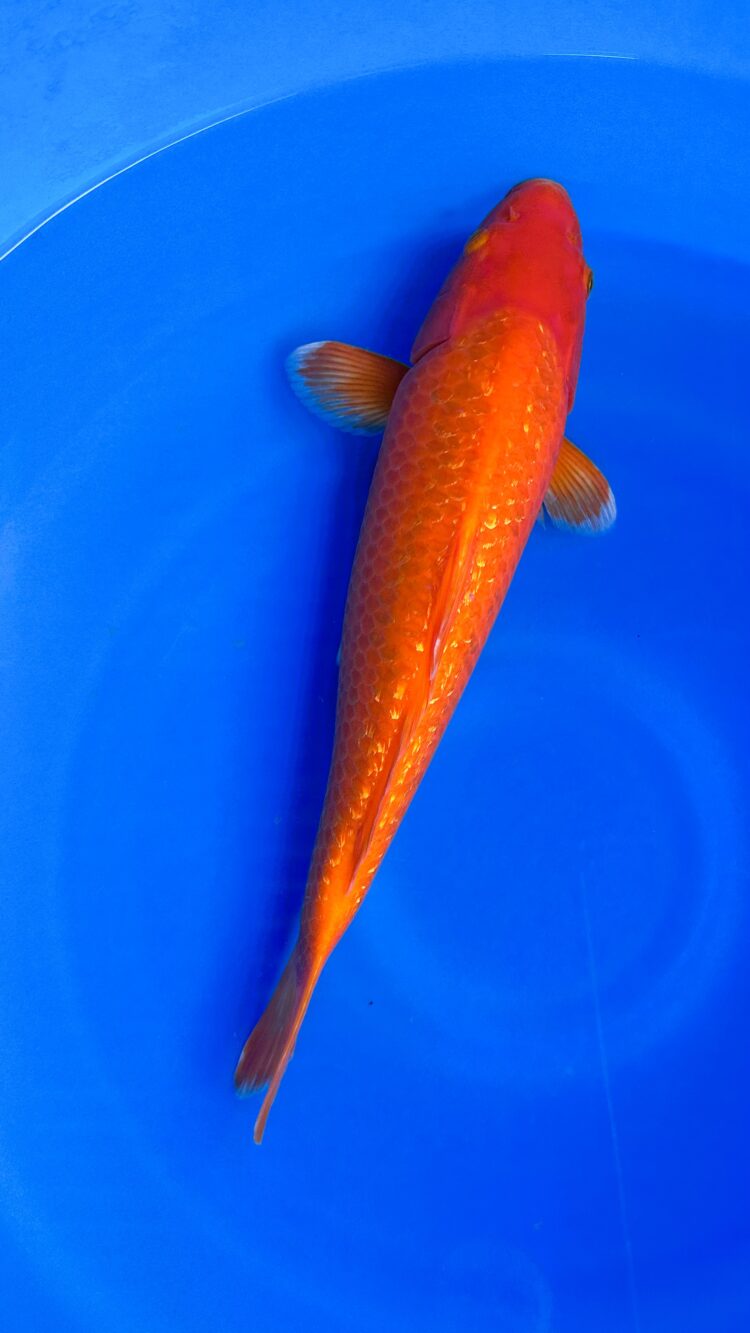 AKP25C118 GINRIN BENIGOI