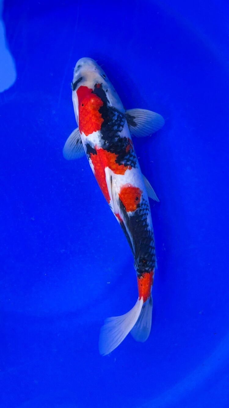 AKP25D073 SHOWA