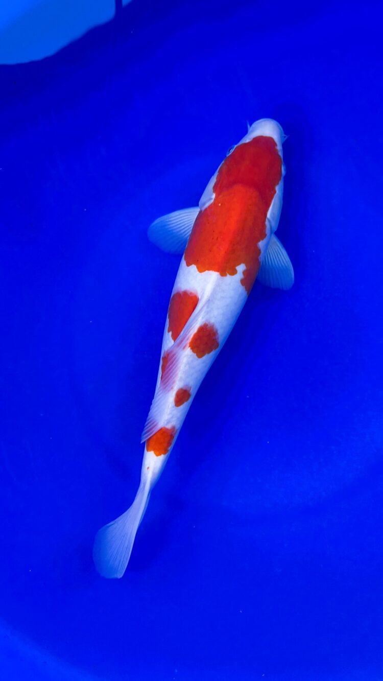 AKP25D098 KOHAKU